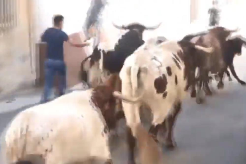 BIK UNAKAZIO ČOVEKA! Ali ne rogovima, OVO NIKO NIJE OČEKIVAO! (VIDEO)