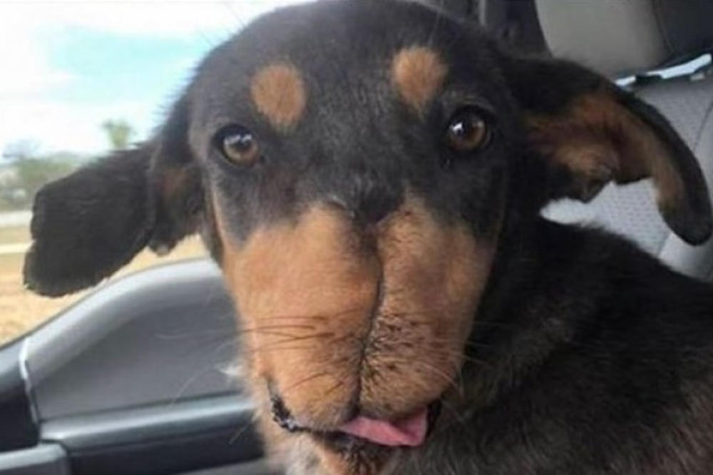 STAVILI MU PETARDU U USTA I ZAVEZALI VILICU: Ovo je dokaz da je čovek NAJGORA ZVER! Nesrećni pas se ipak oporavio