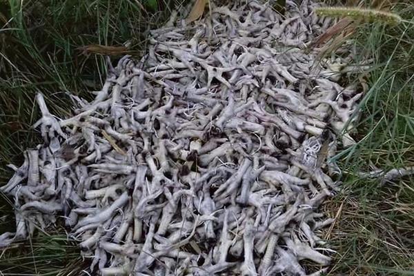 TONE PILEĆIH NOGICA PLUTAJU REKOM MORAVOM! Na pomolu je EKOLOŠKA KATASTROFA (FOTO)