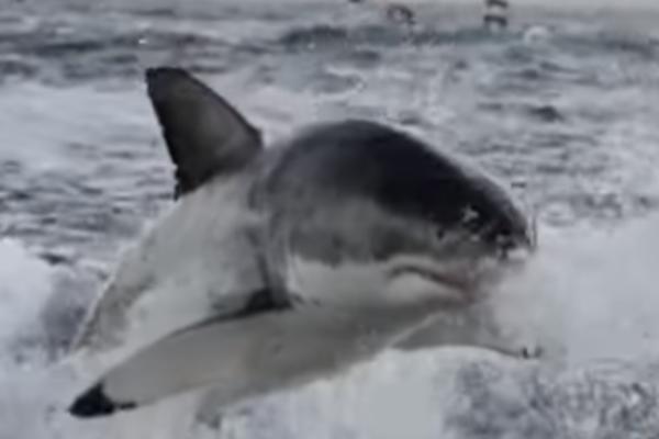 NEKO VADI ORGANE AJKULAMA, A NISU LJUDI! Istina je STRAŠNA (VIDEO)