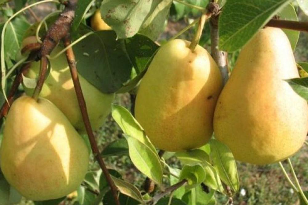 SEZONA JE KRUŠAKA: Ako pojedete samo 2 dnevno, u vašem organizmu će se dogoditi ove neverovatne stvari!