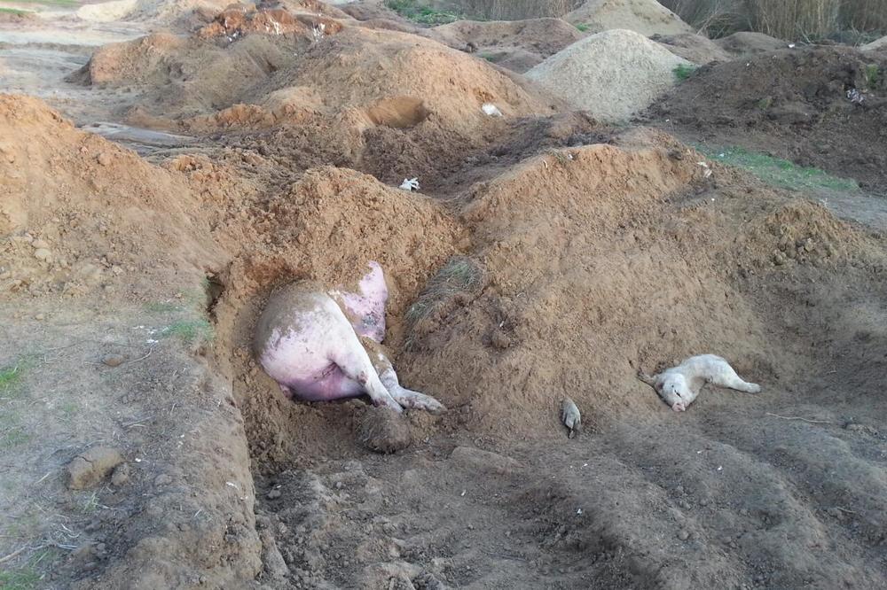 AFRIČKA KUGA PONOVO HARA SRBIJOM! Bolest pronađena u Žitištu, OBOLELE TRI SVINJE, ZARAZA SE ŠIRI!