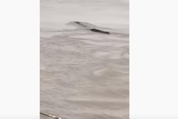 MISTERIOZNO STVORENJE IZ REKE O KOJEM NIKO NIŠTA NE ZNA: Pojavilo se na površini vode i odmah nestalo! (VIDEO)