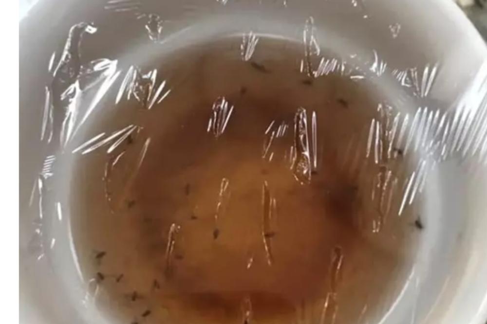 EVO KAKO DA SE REŠITE DOSADNIH KUĆNIH MUŠICA: Kreće NJIHOVO VREME, a OVAKO ćete im reći DOVIĐENJA ZAUVEK