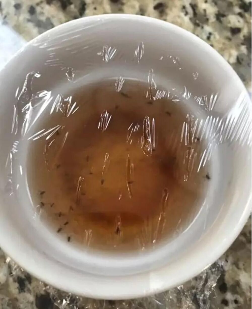 Mala posuda i sirće je sve što vam treba da ih se rešite