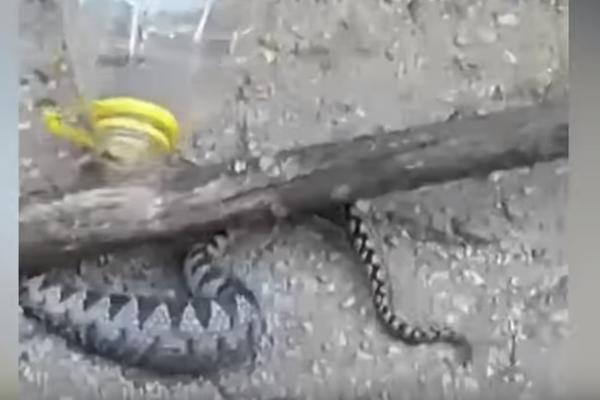 MLADEN UHVATIO POSKOKA, PA GA UZEO ZA KUĆNOG LJUBIMCA: Luda priča iz Gruda, evo kako čuva ZMIJU (VIDEO)