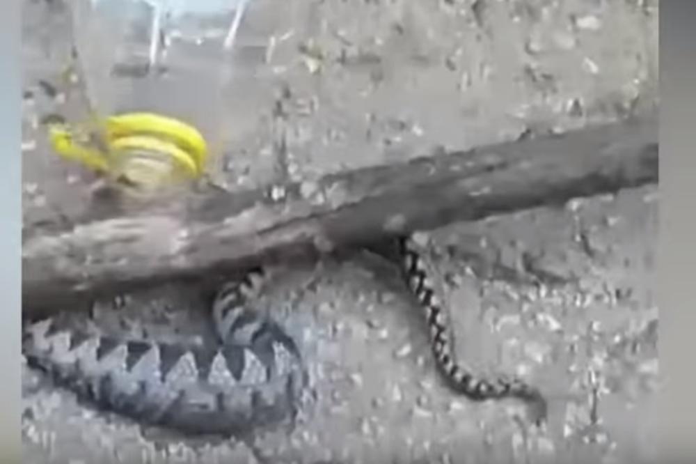 MLADEN UHVATIO POSKOKA, PA GA UZEO ZA KUĆNOG LJUBIMCA: Luda priča iz Gruda, evo kako čuva ZMIJU (VIDEO)