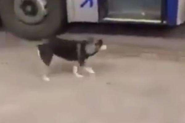 TOPI I NAJTVRĐA SRCA: Pas svakog dana ulazi u isto vreme u autobus, a razlog je DIRLJIV (VIDEO)