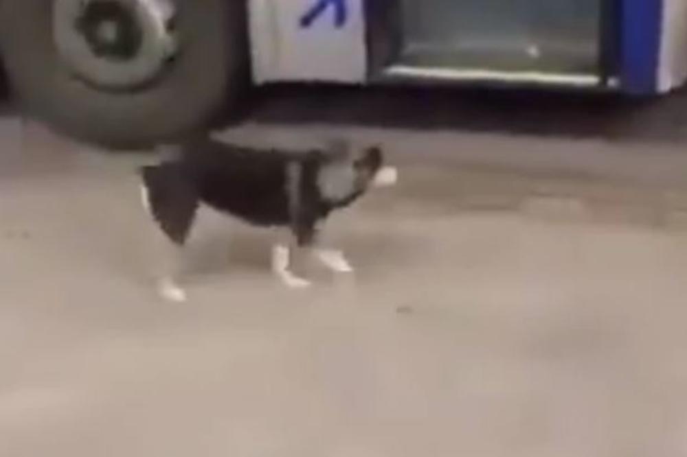 TOPI I NAJTVRĐA SRCA: Pas svakog dana ulazi u isto vreme u autobus, a razlog je DIRLJIV (VIDEO)