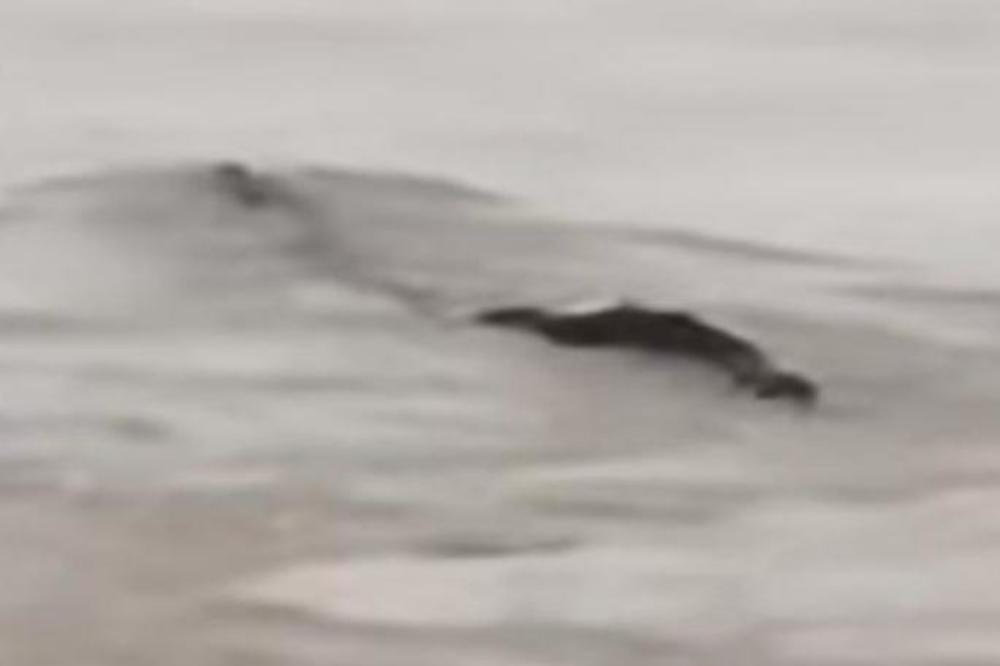 VEROVALI SU U ČUDOVIŠTE IZ LOH NESA, ALI ISTINA JE ISPLIVALA: Konačno se zna šta je U VODI (VIDEO)