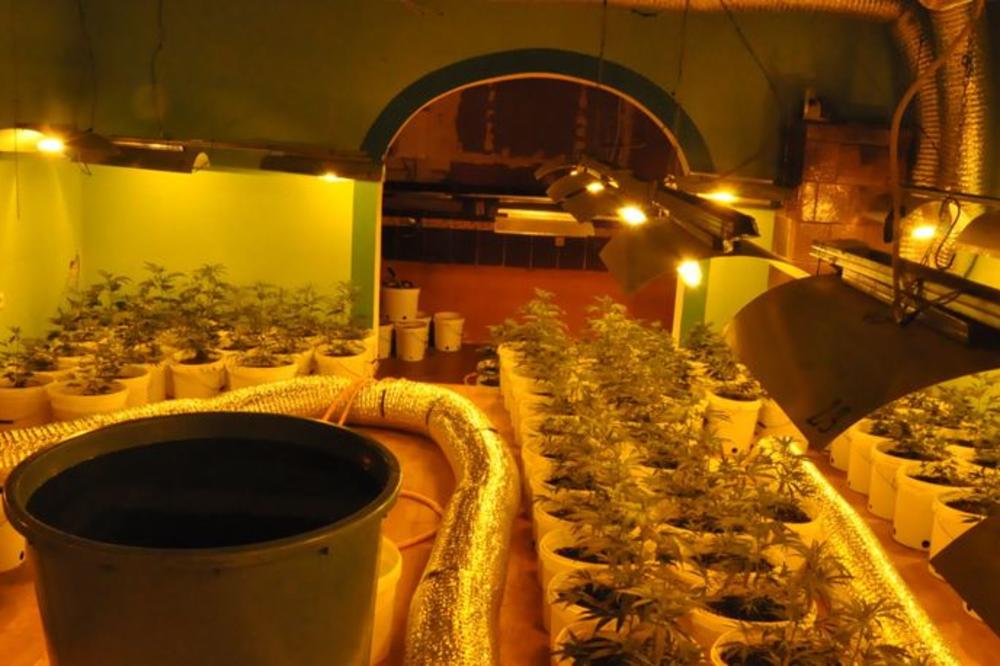 NOVOSAĐANINU SU NAŠLI LABORATORIJU PUNU BILJAKA MARIHUANE: Sada je iza rešetaka (FOTO)