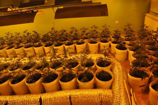 U NIŠU HAPŠENJE! Mladić u kući krio MARIHUANU: A negovao je nešto i u bašti!