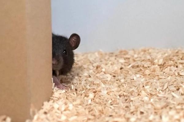 VEROVALI ILI NE: Naučnici naučili pacove da IGRAJU ŽMURKE (VIDEO)