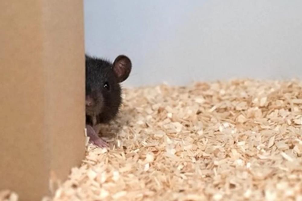 VEROVALI ILI NE: Naučnici naučili pacove da IGRAJU ŽMURKE (VIDEO)