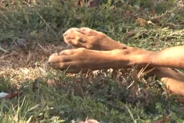 SEKTA OPET SEJE STRAH PO OBRENOVCU? Neko je ZAKLAO PSA u obezbeđenom boksu! Vlasnik zatekao jeziv prizor (VIDEO)