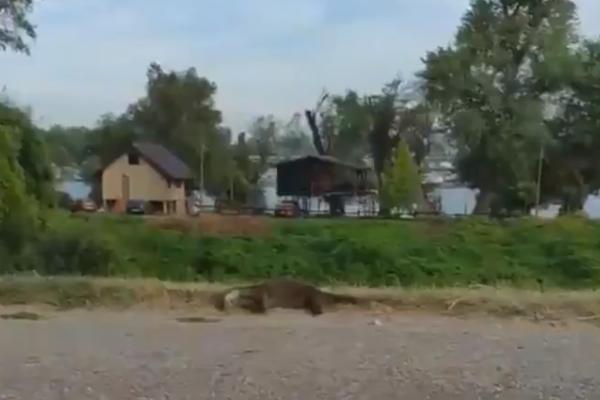 BAHATA STOKA JE KRIVA ZA OVO! Pregažena VIDRA, zaštićena vrsta! Od ovog prizora SUZE kreću na oči (FOTO)