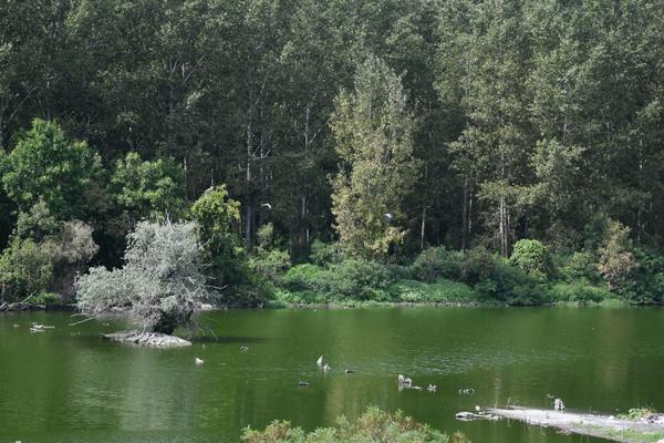 MTS UREĐUJE „BEOGRADSKU AMAZONIJU“