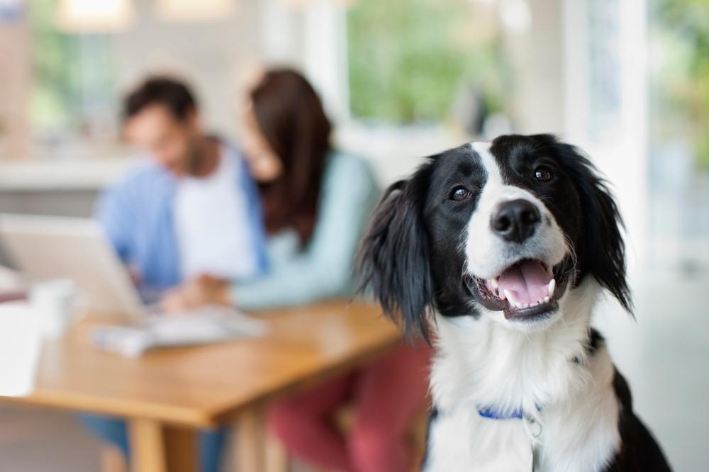 U SRBIJI SE UVODI POREZ NA PSE?! Koliko je izvesno da će se OVO ZAISTA DESITI?