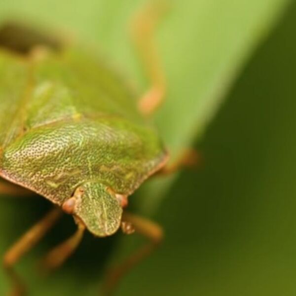 Znate li u čemu je razlika između zelenih i smeđih smrdibuba: Nije samo u boji, šokiraćete se