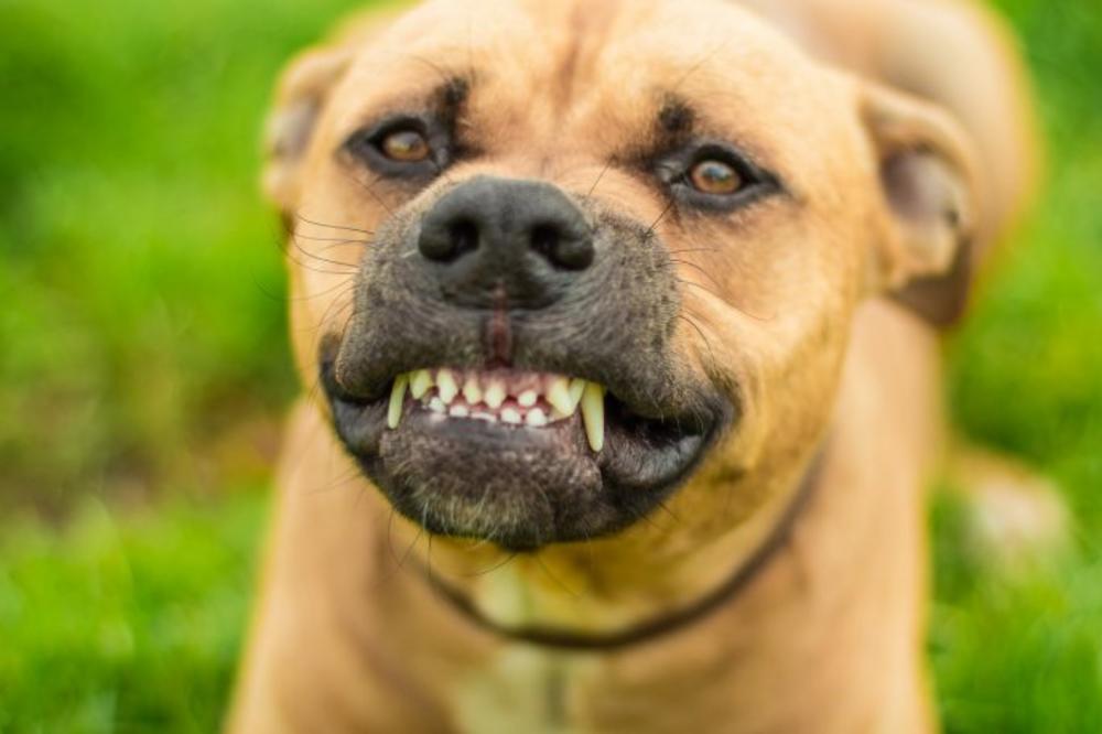 Krvoločni napad usred Beograda: Staford se otrgao s lanca, pa izujedao muškarca i devojku, užasne scene na ulici