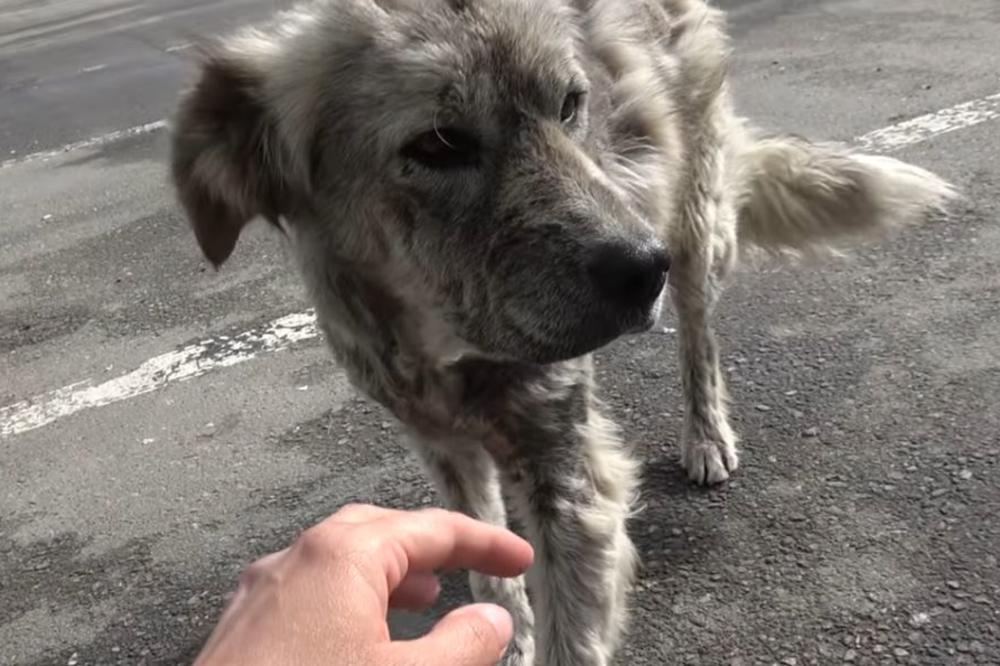 SCENA IZ BEOGRADSKOG AUTOBUSA O KOJOJ SE PRIČA: Pas ušao u 77, a kad se pokvarila izašao i prešao u 65 da dođe kući