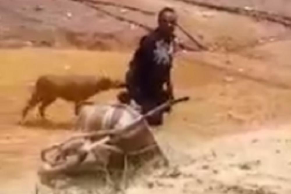 I KUČETU JE BILO ŽAO, PA JE DOŠLO DA VIDI DA LI JE SVE OK: Ceo svet se smeje ovom tipu koji GURA KOLICA! (VIDEO)