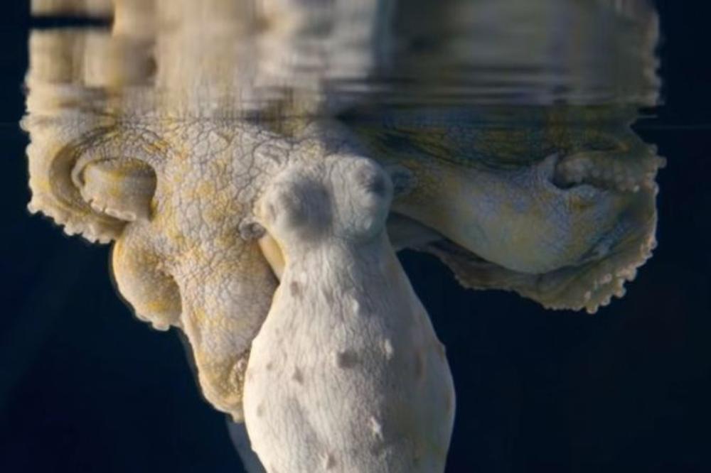 OVAKO NEŠTO DO SADA NISTE VIDELI! Neverovatan snimak pokazuje šta se dešava sa HOBOTNICOM DOK SPAVA! (VIDEO)