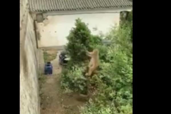 OVAJ MAJMUN JE POSTAO ZVEZDA INTERNETA ZBOG SVOJE DOMIŠLJATOSTI: Ljudi se čude koliko je PAMETAN (VIDEO)