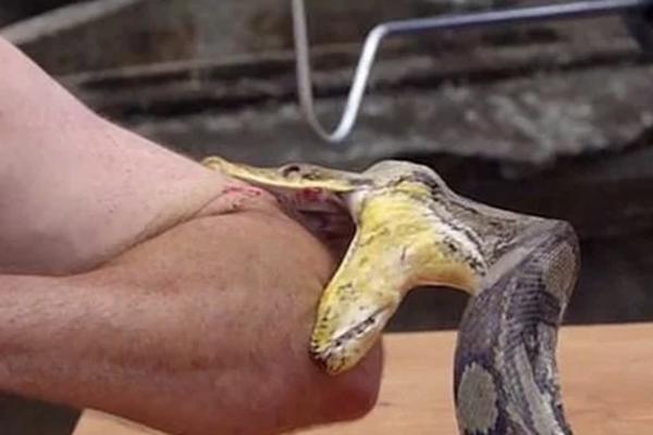 LUDAK DOBROVOLJNO PRISTAO DA GA UJEDE PITON: Ovaj snimak će i vas BOLETI! Završilo se KRVAVO (VIDEO)