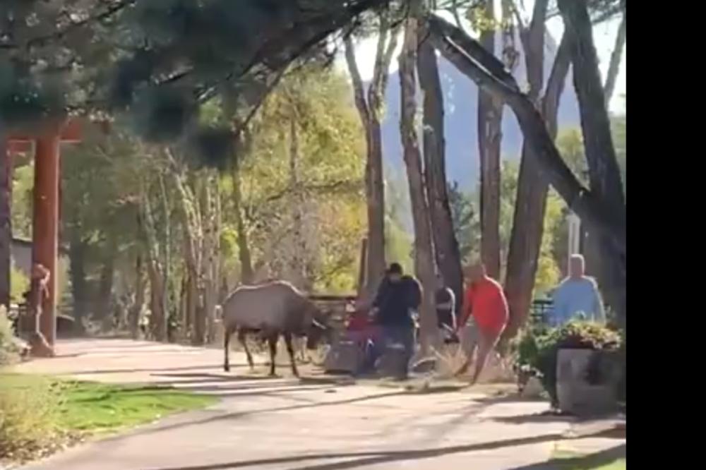JELEN NAPAO LJUDE, DOKAČIO ŽENU ROGOVIMA I RAZVLAČIO JE PO PODU: Jeziva scena u parku (VIDEO)