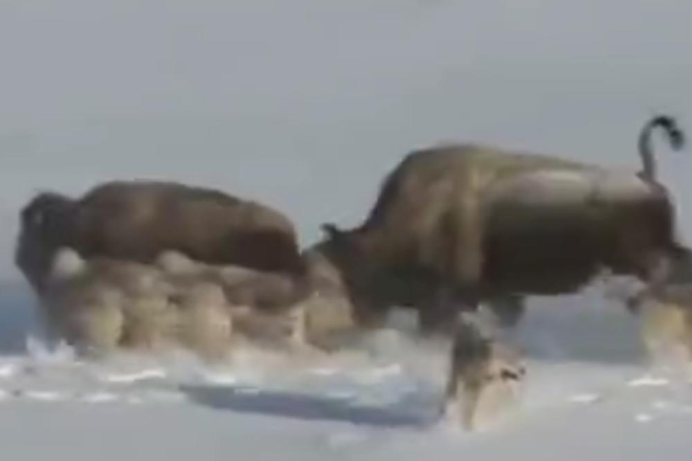 PRIRODA JE BAŠ SUROVA! Bizon bežao od vukova, pa uradio nešto KUKAVIČKO da bi se spasio (VIDE)