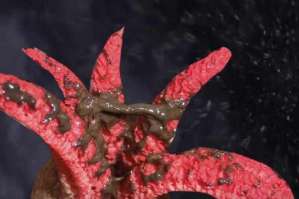 SMANJIĆE VAM MOZAK I UMREĆETE AKO JE PIPNETE: Ova biljka je toliko opasna da je ljudi zaobilaze i na slici (VIDEO)