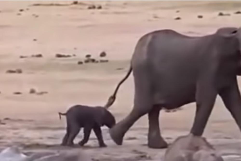 SLONOVI SU HTELI DA SPASU SVOJE MLADUNČE, A ONDA SU PALI U PROVALIJU! Otkriveni su detalji NAJVEĆE TRAGEDIJE