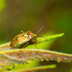 SMRDIBUBE OD OVOG MIRISA BEŽE KAO ĐAVO OD KRSTA! Jedini PROVERENI NAČIN DA IH SE OTARASITE ZAUVEK - čim ga osete...