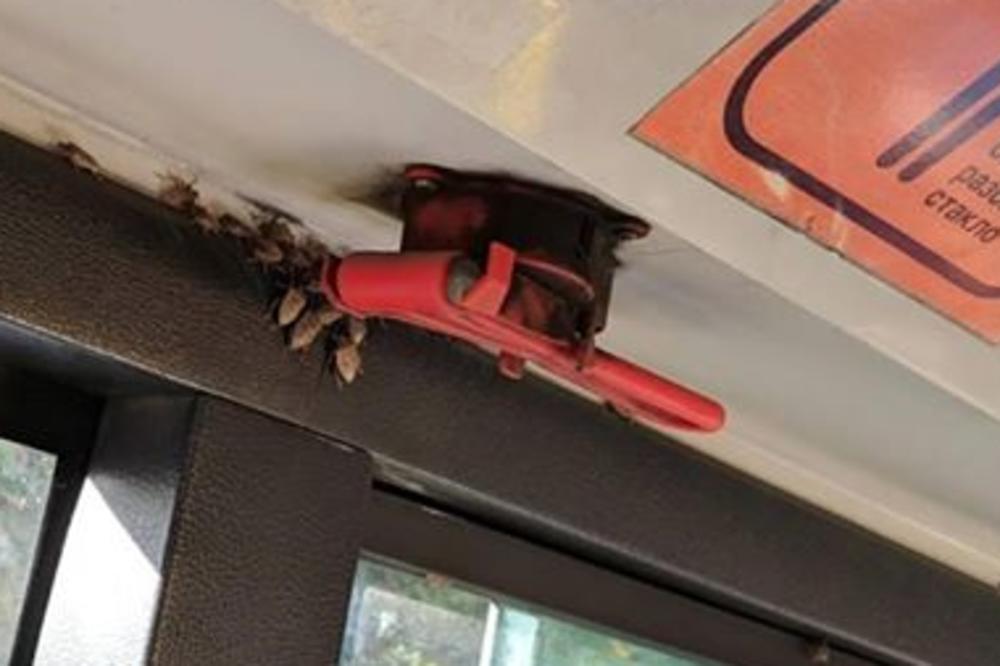 U SRBIJI JE INVAZIJA SMRDIBUBA! Dobili smo odgovor da li su one OPASNE (FOTO)