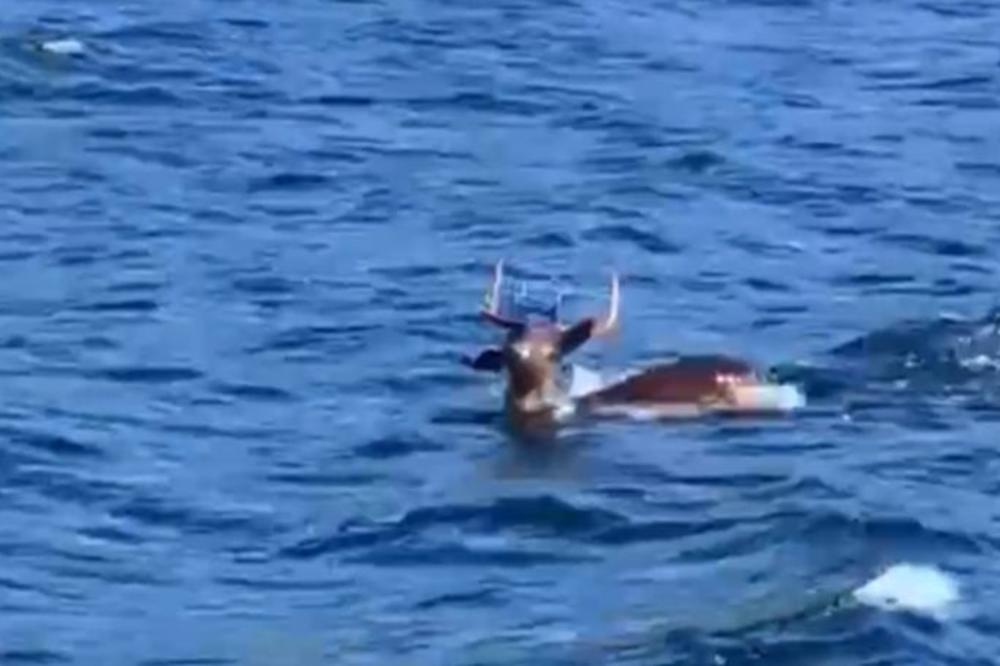 MANJE BI SE ZAČUDILI DA SU VIDELI AJKULU: Jelen PLIVAO Jadranskim morem, pa se umorio! Stigla mu je i POMOĆ!