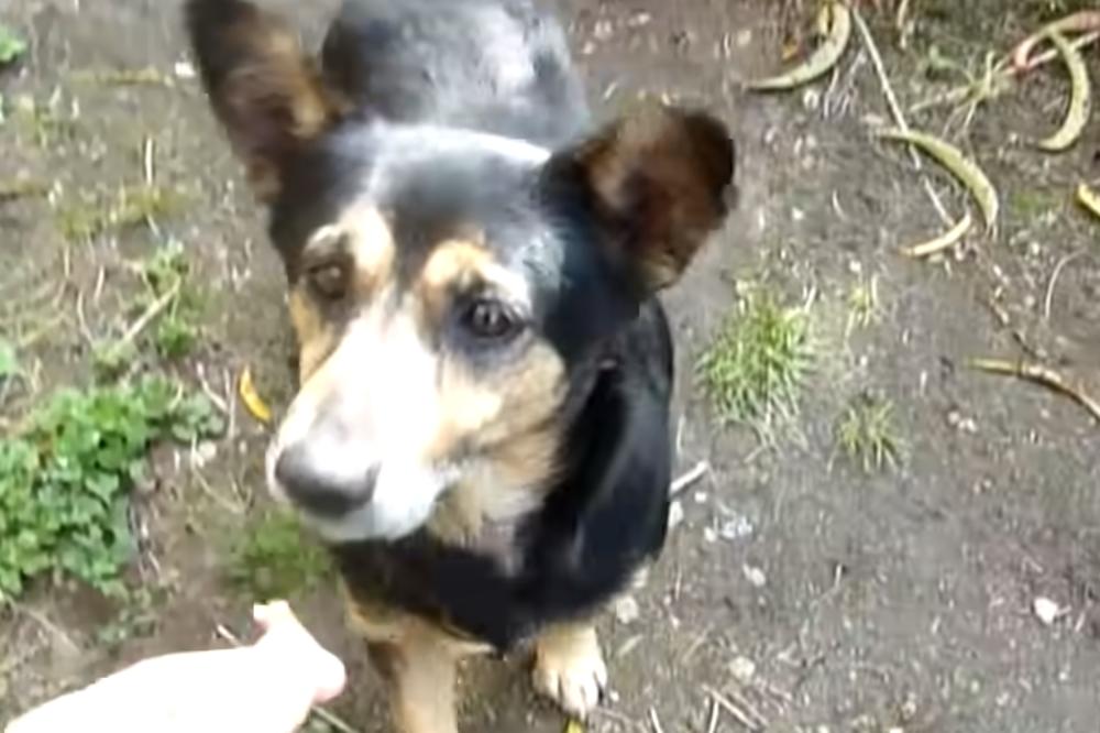 POČEĆETE DA PLAČETE KADA VIDITE OVE SNIMKE! Ovako TRETIRAJU PSE u ovoj zemlji bez obzira da li imaju gazdu ili NE