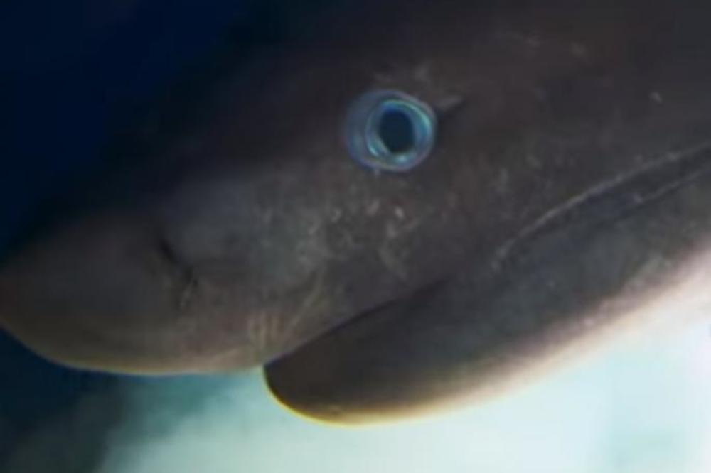 MISLITE DA JE VELIKA BELA AJKULA OPASNA? Čekajte da vidite neman koja može ZAGRIZE KITA! (VIDEO)