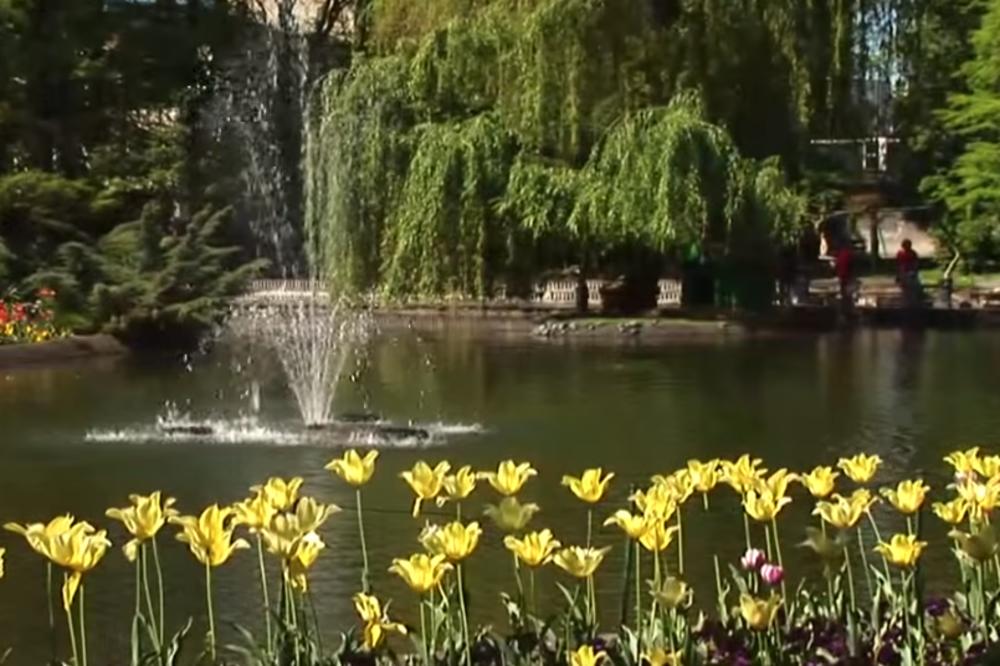 NEKAD LABUDOVI, KORNJAČE I PATKICE: Sad je jedna mnogo gadna životinja zagospodarila Dunavskim parkom