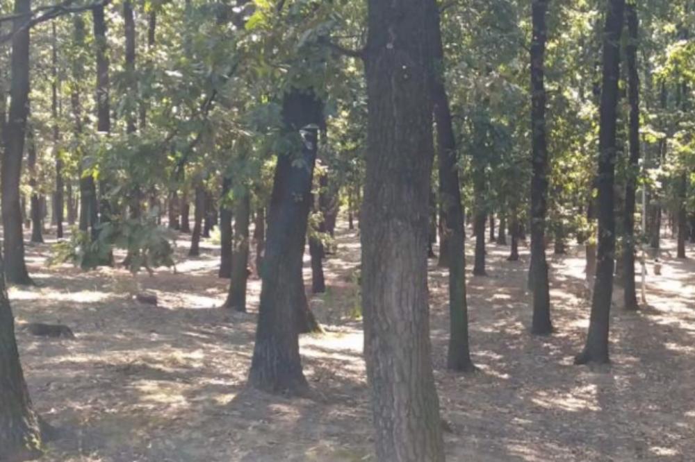 JEZIVA SATANISTIČKA SEKTA U MILJAKOVAČKOJ ŠUMI: Nađena isečena zmija na stolu, rukavice i ugašena vatra!