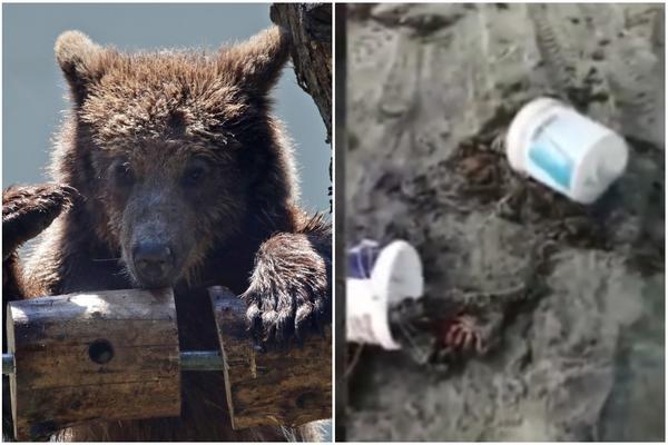 NAJSTRAŠNIJI NAPAD MEDVEDA: Zver čoveku ODRALA KOŽU dok je skupljao rakove! Na plaži JEZIVI PRIZOR (VIDEO)