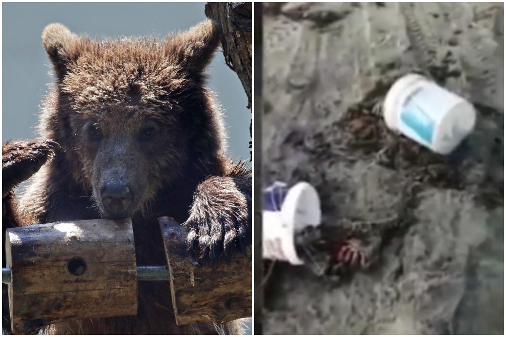 NAJSTRAŠNIJI NAPAD MEDVEDA: Zver čoveku ODRALA KOŽU dok je skupljao rakove! Na plaži JEZIVI PRIZOR (VIDEO)