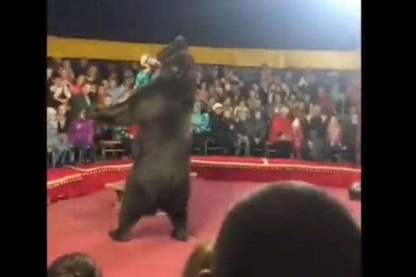 STRAVIČAN SNIMAK, MEDVED NAPAO LJUDE U CIRKUSU! Izvodio je tačku sa trenerom, a onda se OTRGAO KONTROLI (VIDEO)