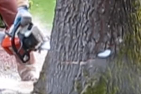 NEZAPAMĆENA TRAGEDIJA! Zasekao drvo, viknuo bratu da beži na drugu stranu, ali se on uplašio! Ostao na mestu MRTAV