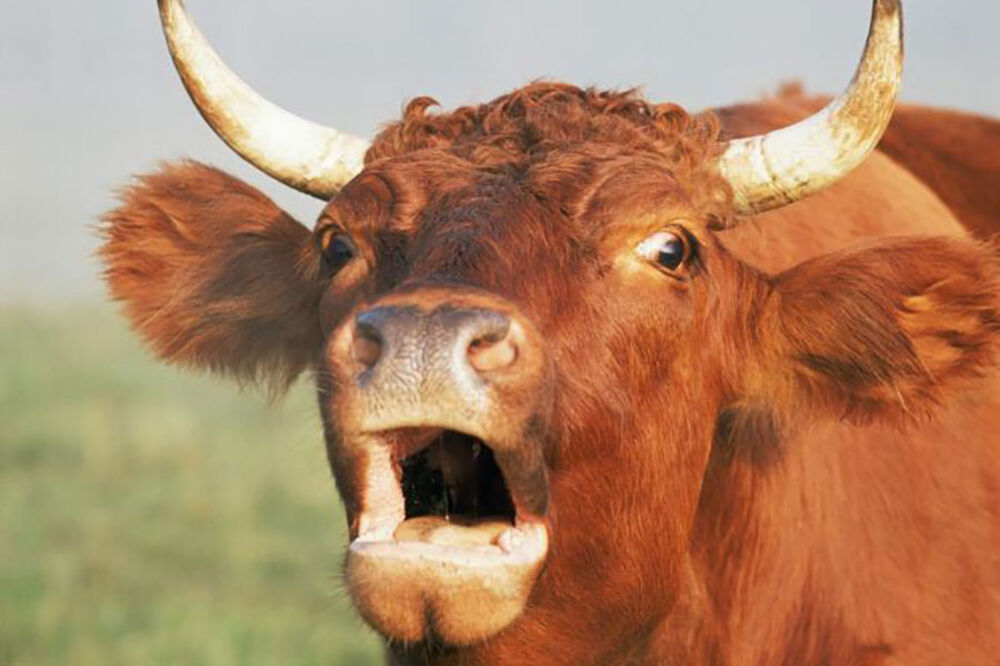 BIK DŽERI POBEGAO SA KLANJA I POKIDAO SVE PRED SOBOM! Svi već 3 dana traže ovu ZVERKU od 600 kila, ali BEZUSPEŠNO