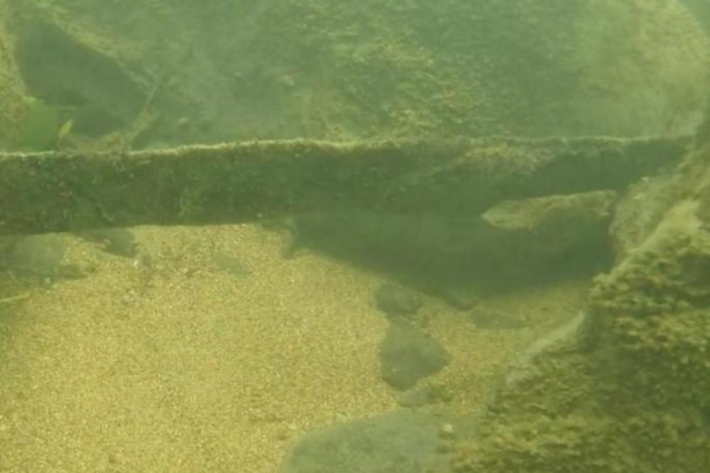 NAUČNICI OTKRILI ŠOKANTNU INFORMACIJU O MAČU IZ VRBASA: Otkriće o kojem bruji ceo region! (VIDEO)