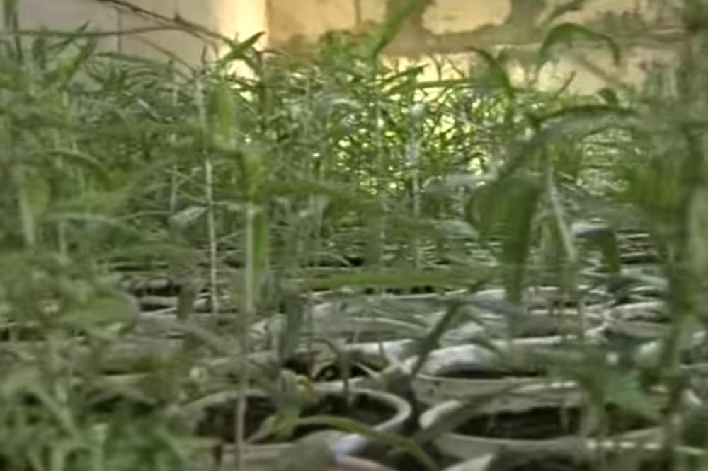 LJUBIŠA JOVANOVIĆ SE IZLEČIO OD RAKA: Od tada gaji ove bobice i tvrdi da su mu donele spas! (VIDEO)