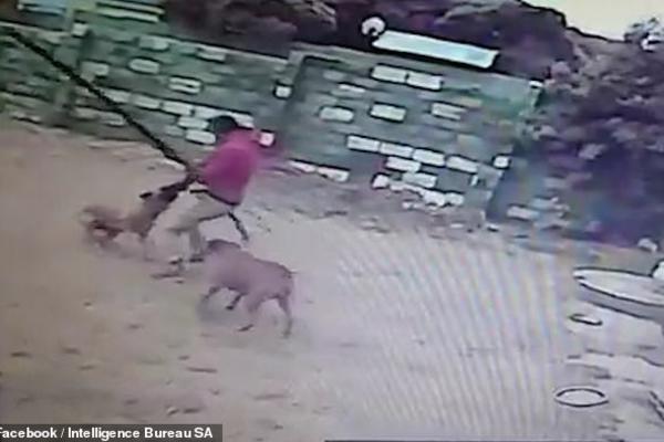 LOPOV POKUŠAO DA OPLJAČKA KUĆU: U dvorištu su ga sačekale dve OPAKE ZVERI! (VIDEO)