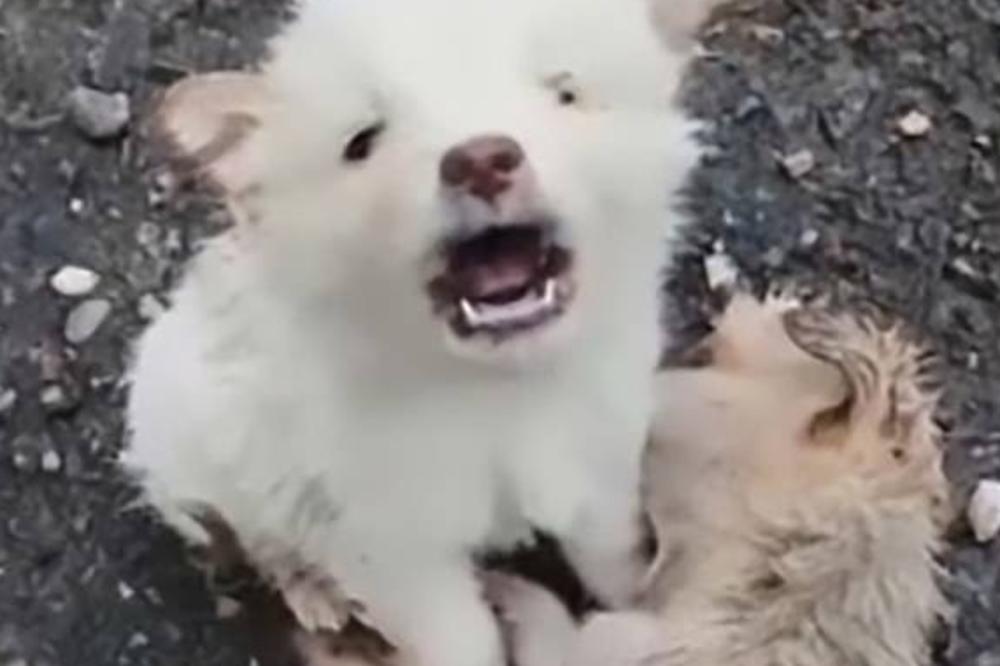 NAJPOTRESNIJA PRIČA NA PLANETI: Prijatelja ove kuce zgazio je auto, on NEĆE DA GA NAPUSTI!