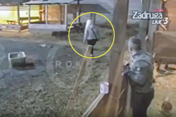 MOTKOM UDARALA PSA PO GLAVI, ON JAUČE OD BOLOVA: Levijatan podneo KRIVIČNU PRIJAVU protiv ČOLAKOVE DEVOJKE